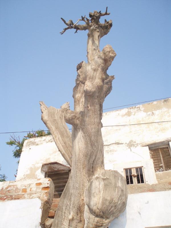 Radha Kund & Syama Kund 34