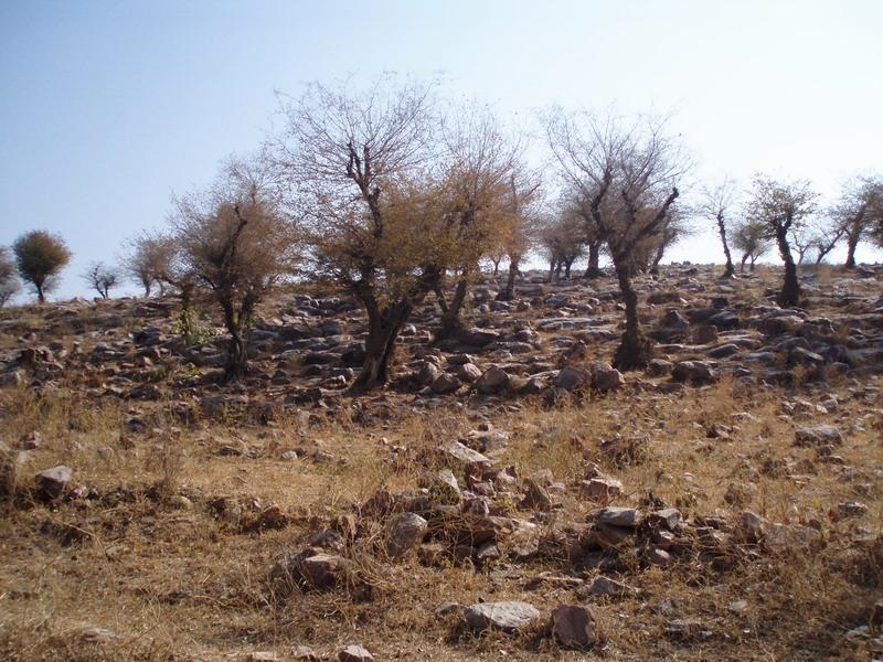 Govardhana Retreat 2006 1