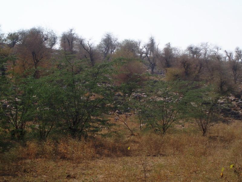 Govardhana Retreat 2006 14