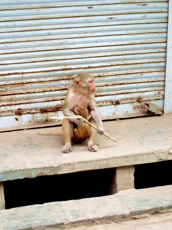 37 Vrindavan monkey