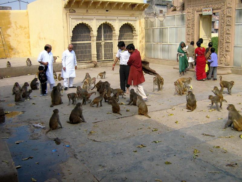 49 Vrindavan monkeys