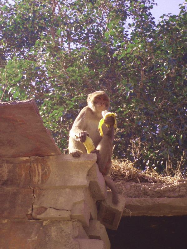 50 Vrindavan monkey