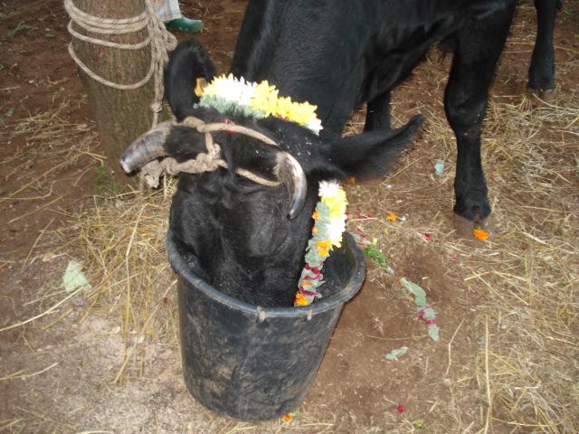 Govardhana Puja, Go Puja 32