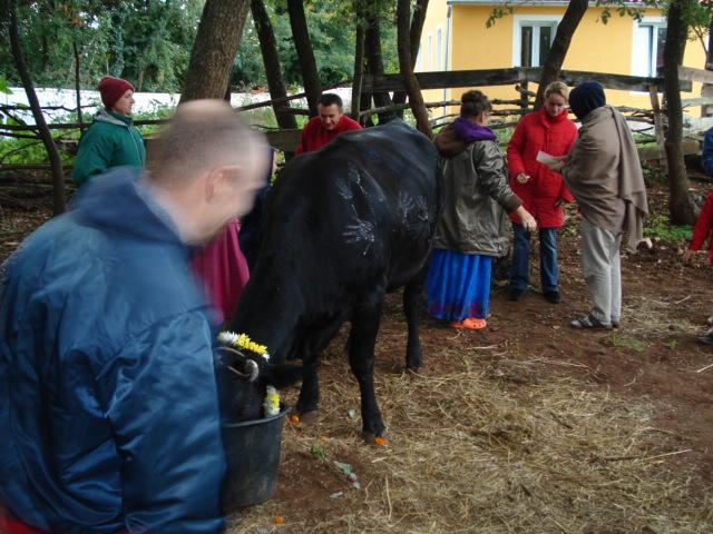 Govardhana Puja, Go Puja 33