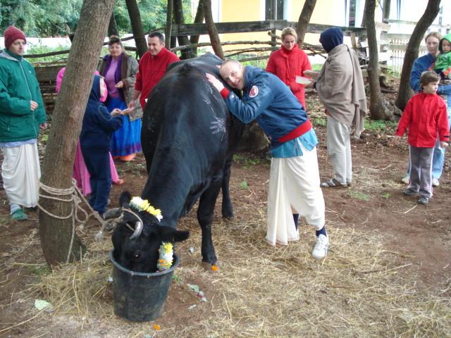Govardhana Puja, Go Puja 34