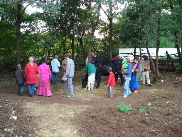 Govardhana Puja, Go Puja 35