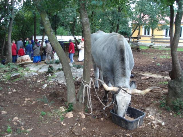 Govardhana Puja, Go Puja 36