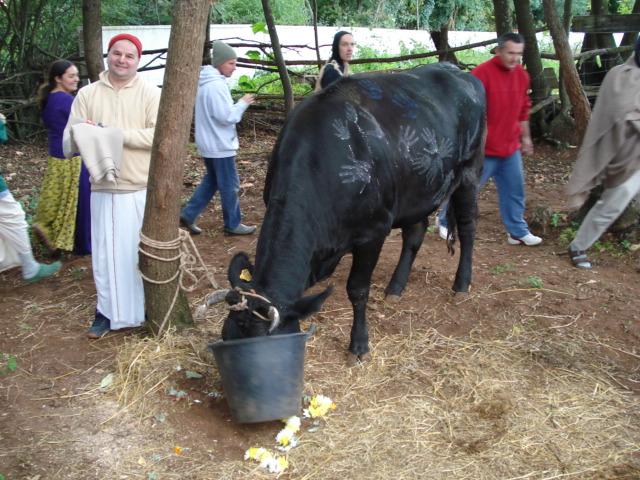 Govardhana Puja, Go Puja 41