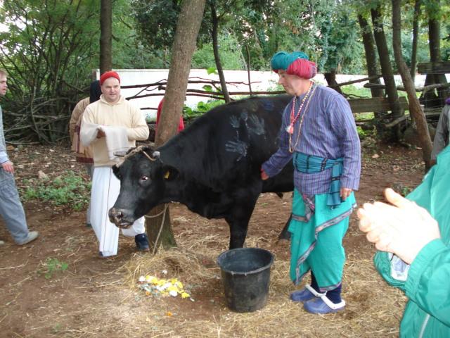 Govardhana Puja, Go Puja 47