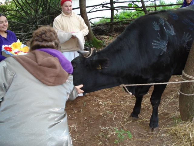 Govardhana Puja, Go Puja 49